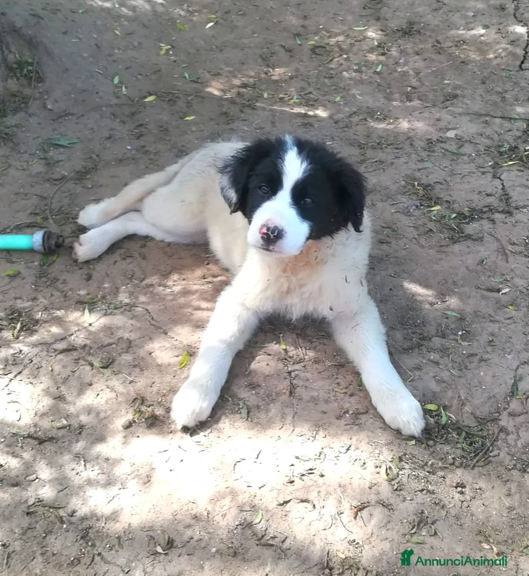 Meticcio cani in regalo: PIMPA ASPETTA UNA MAMMA - Annuncio 7