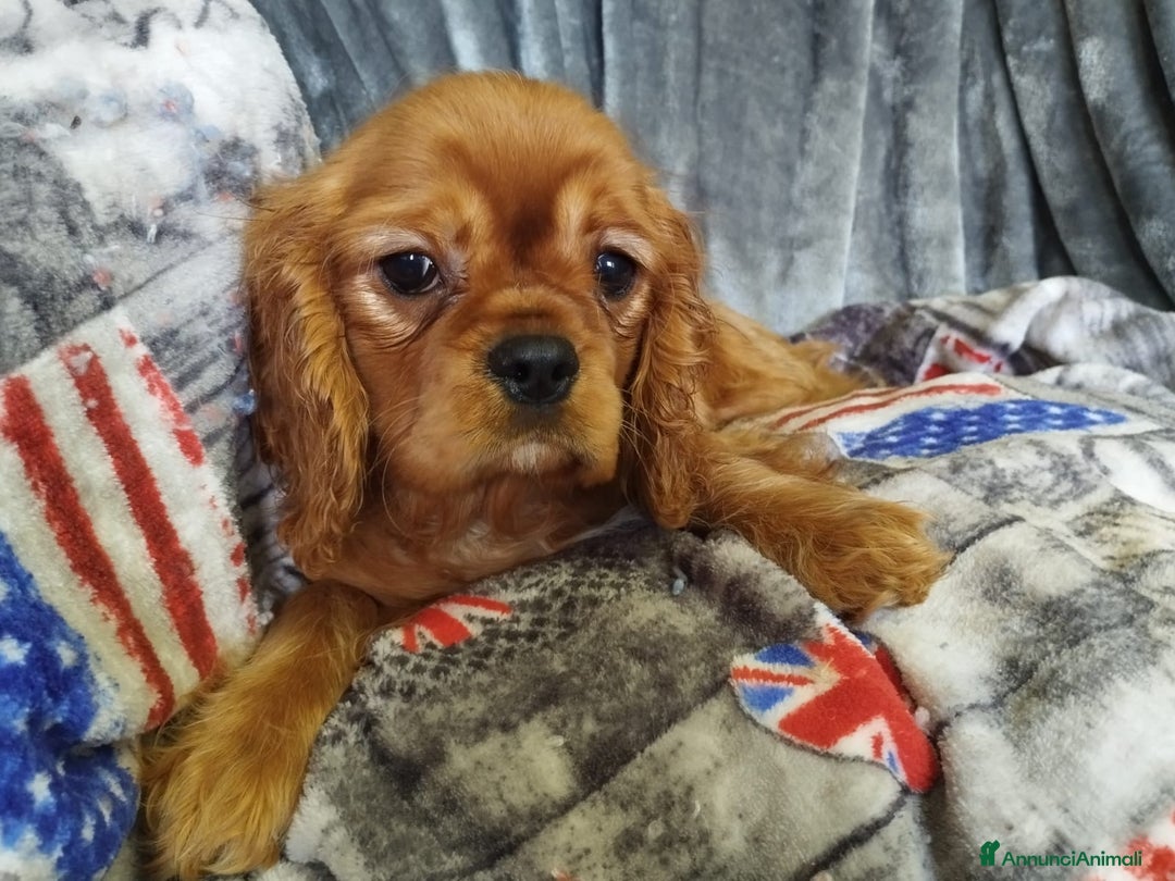 Cavalier King cani in vendita: Cavalier king a Provincia di Mantova - Immagine 9