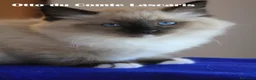 Ragdoll gatti in vendita: gattino razza ragdoll super coccolone a Provincia di Imperia - Annuncio 5