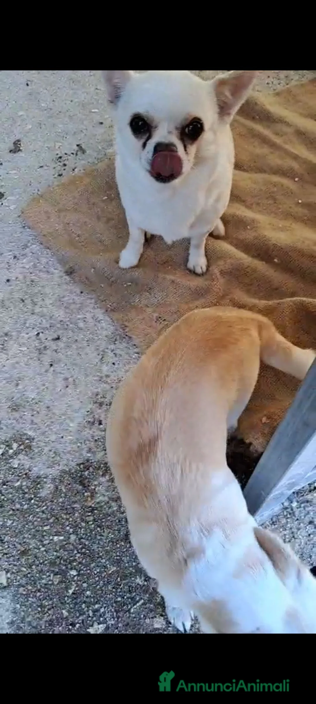 Meticcio cani in regalo: Ciro e Nina  - Annuncio 8