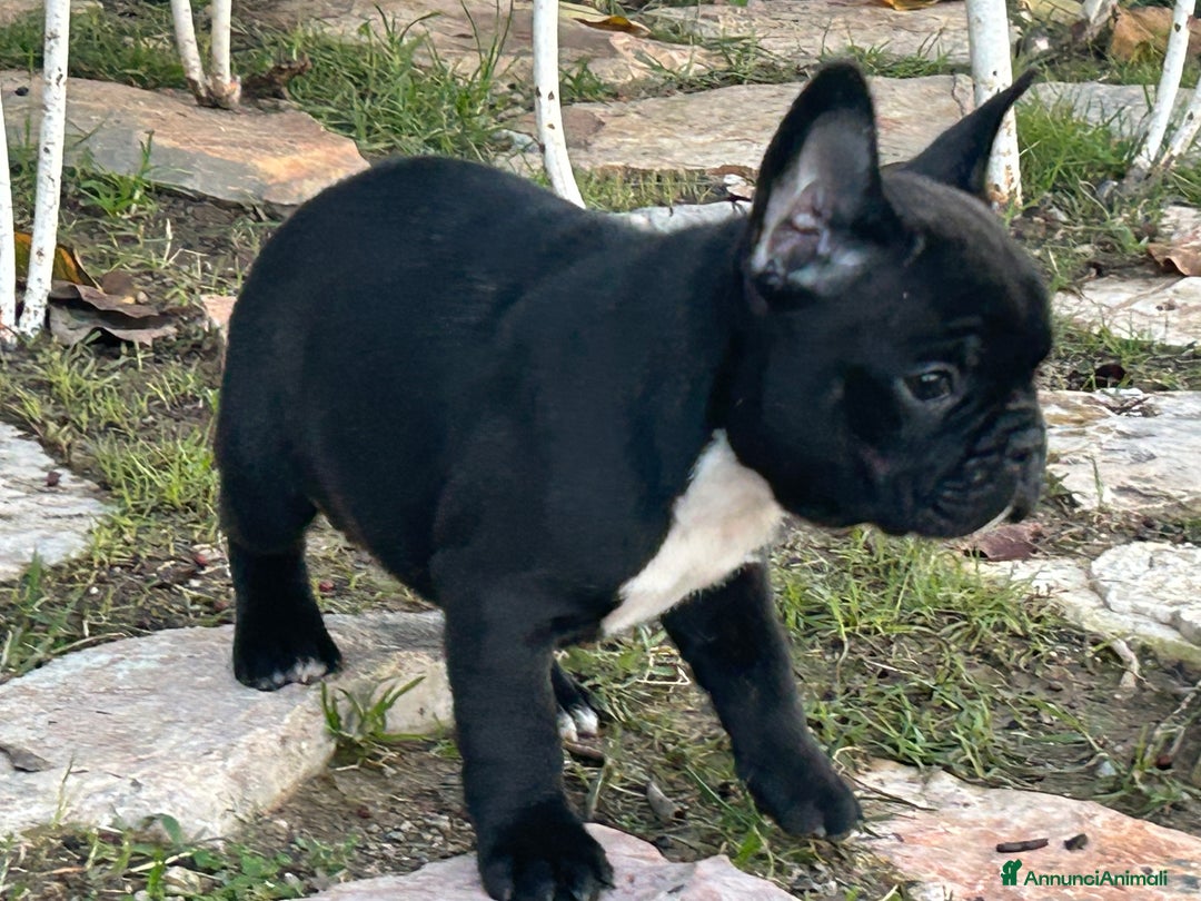 Bulldog Francese cani in vendita: Bulldog francese  - Annuncio 4