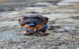 Bassotto cani in vendita: Bassotto a pelo duro nano - Immagine 1
