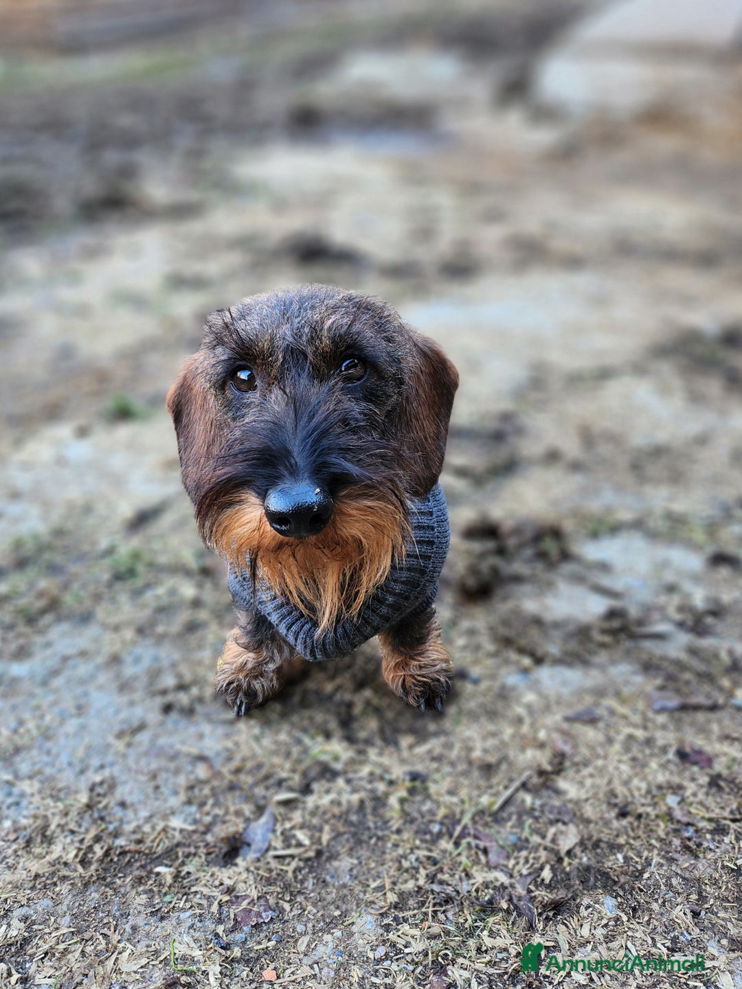 Bassotto cani in vendita: Bassotto a pelo duro nano - Immagine 1