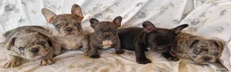 Bulldog Francese cani in vendita: Spettacolari bulldog francese cuccioli  - Annuncio 5