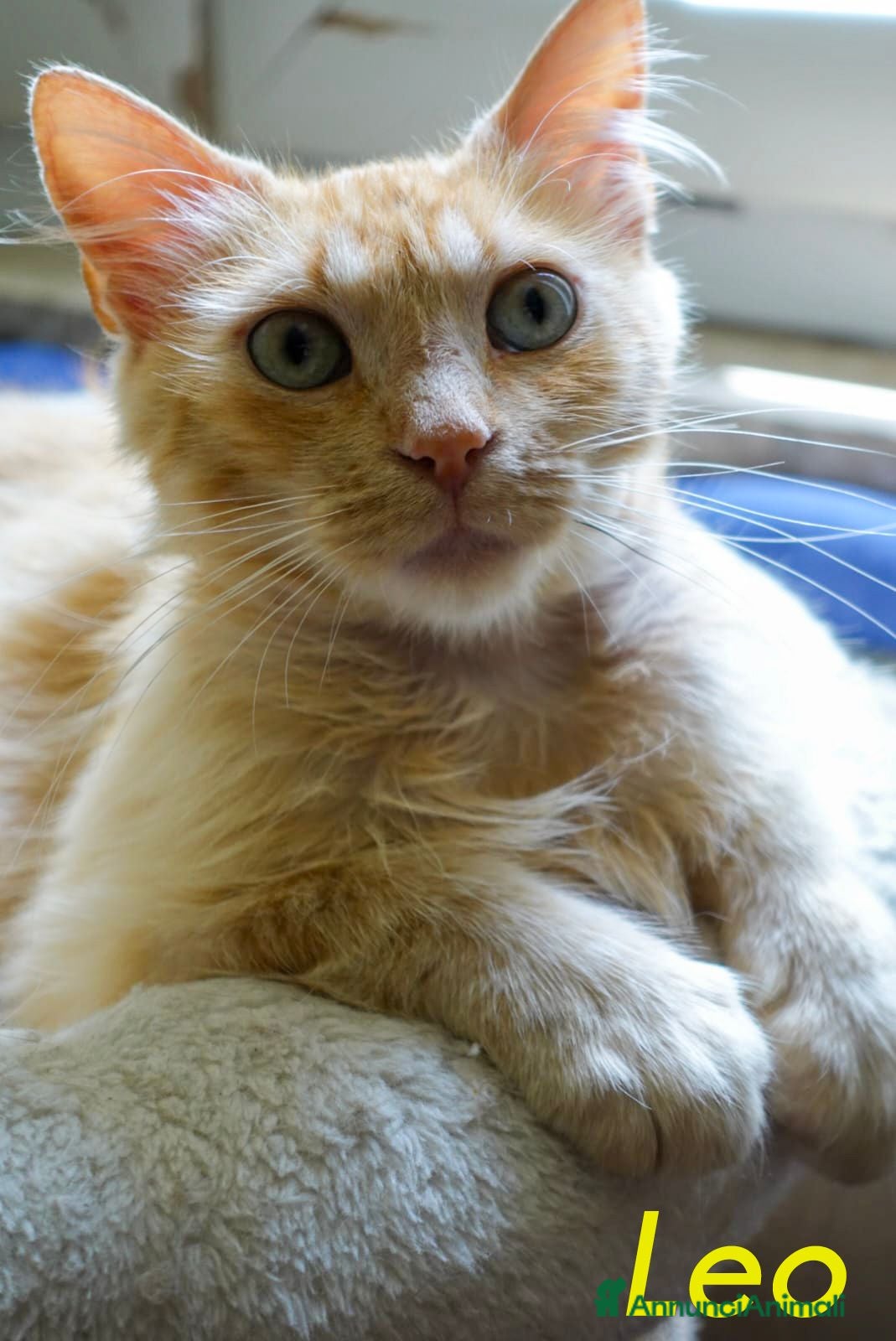 Altre razze gatti LEO  SIMIL MAIN COON ROSA - Annuncio 3
