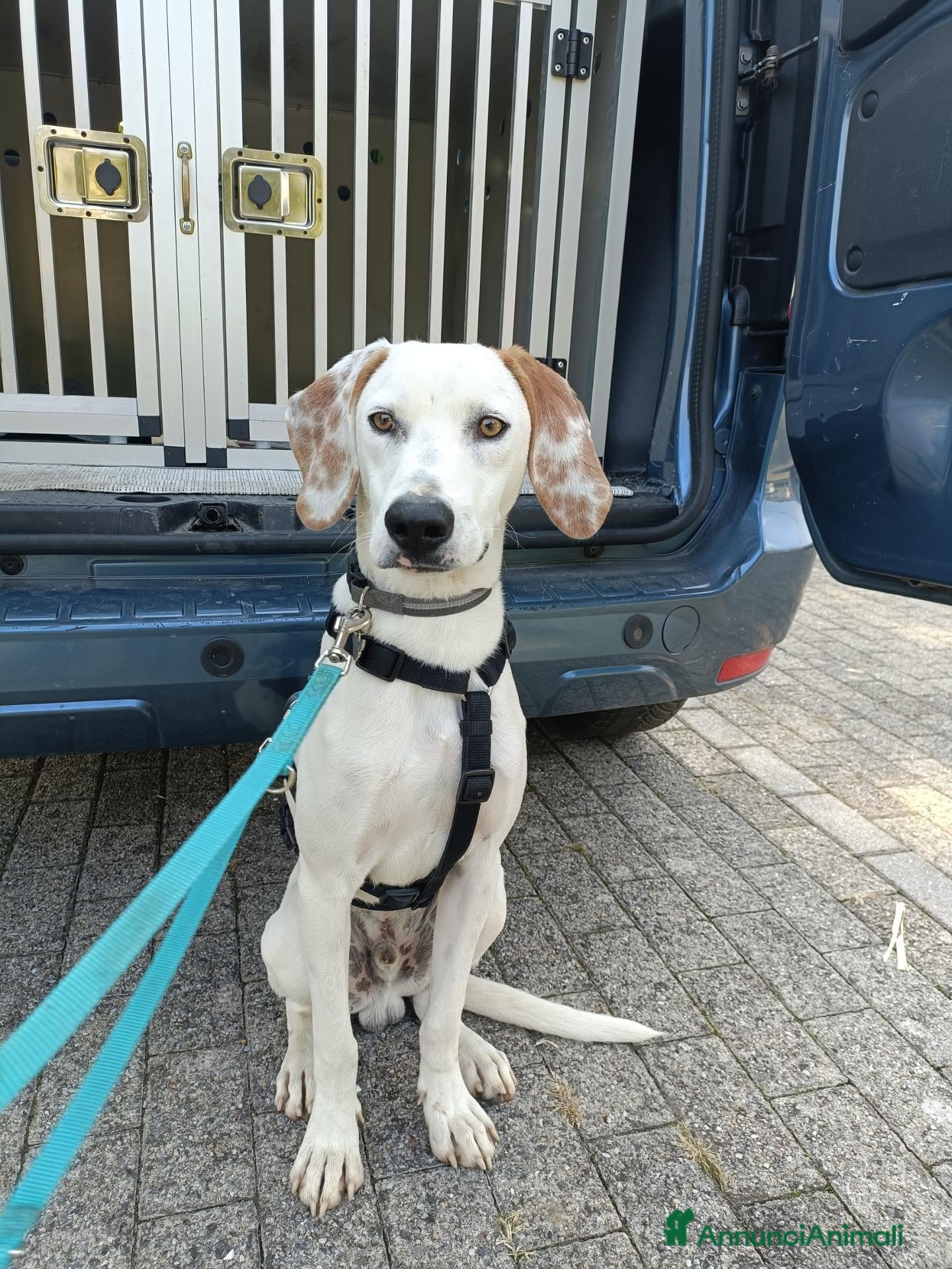 Meticcio cani Pluto  - Annuncio 6