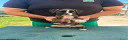 Boxer cani in vendita: Cuccioli di boxer - Annuncio 9