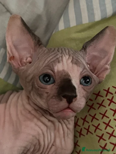 Immagine della galleria {{count}}