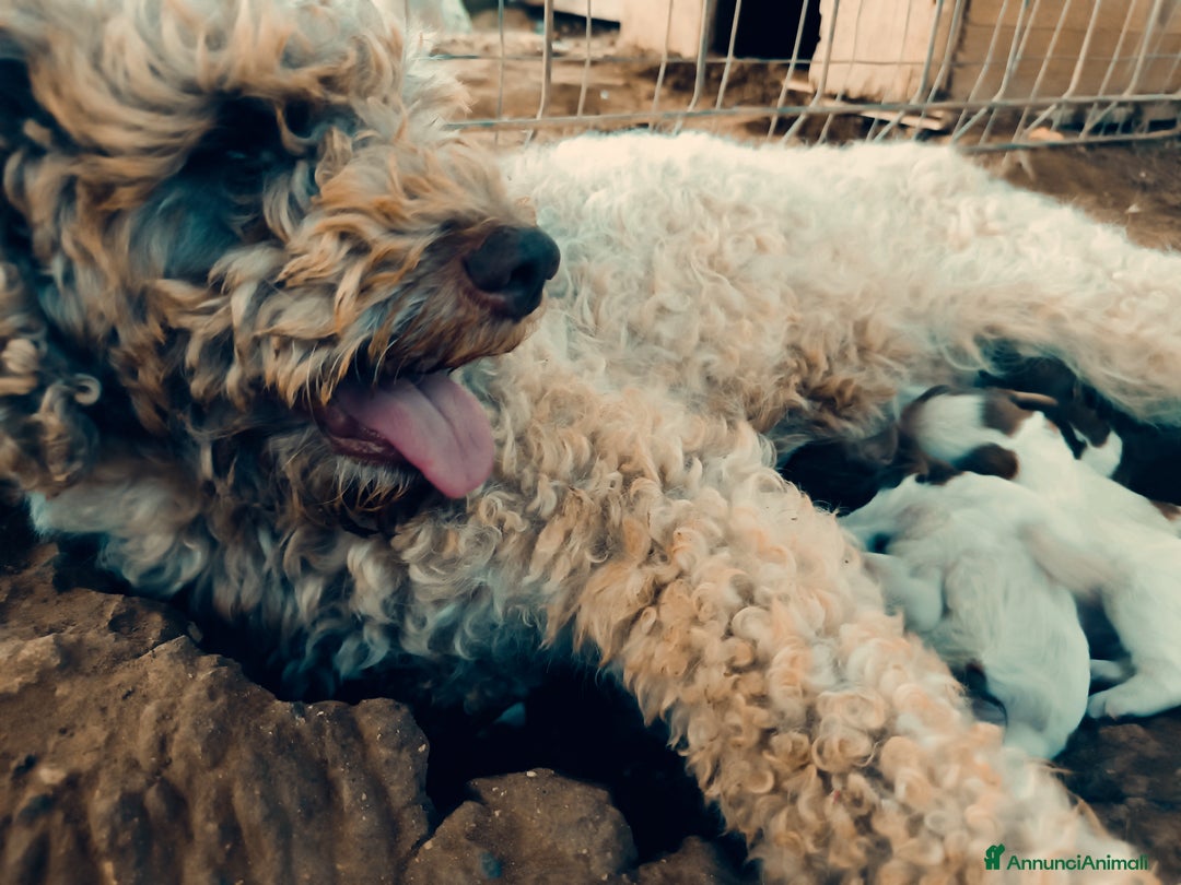Lagotto cani in vendita: Cuccioli Lagotto Romagnolo  - Annuncio 1