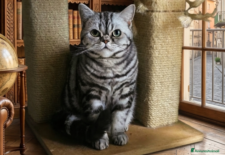 British gatti Rehoming British Shorthair con pedigree  - Annuncio 2