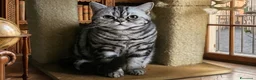 British gatti in vendita: Rehoming British Shorthair con pedigree  - Annuncio 1