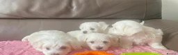 Maltese cani in vendita: Cuccioli di maltese - Annuncio 2
