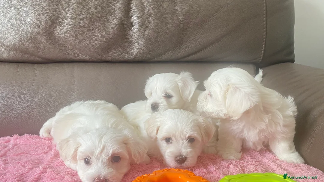 Maltese cani in vendita: Cuccioli di maltese - Annuncio 2