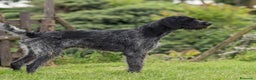 Drahthaar cani in regalo: IBRA, sfortunato drahthaar in regalo a Città metropolitana di Milano - Annuncio 3