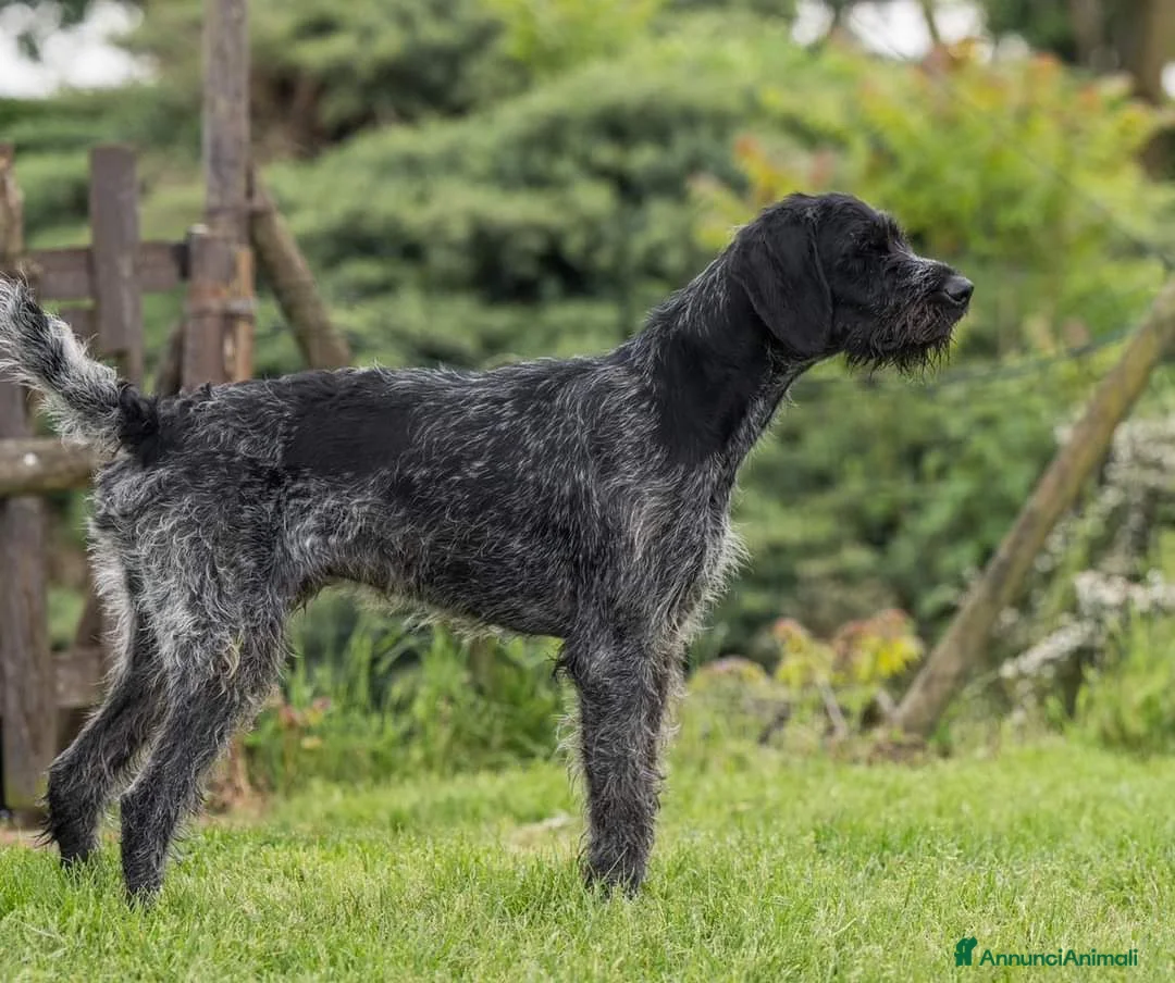 Drahthaar cani in regalo: IBRA, sfortunato drahthaar in regalo a Città metropolitana di Milano - Annuncio 3