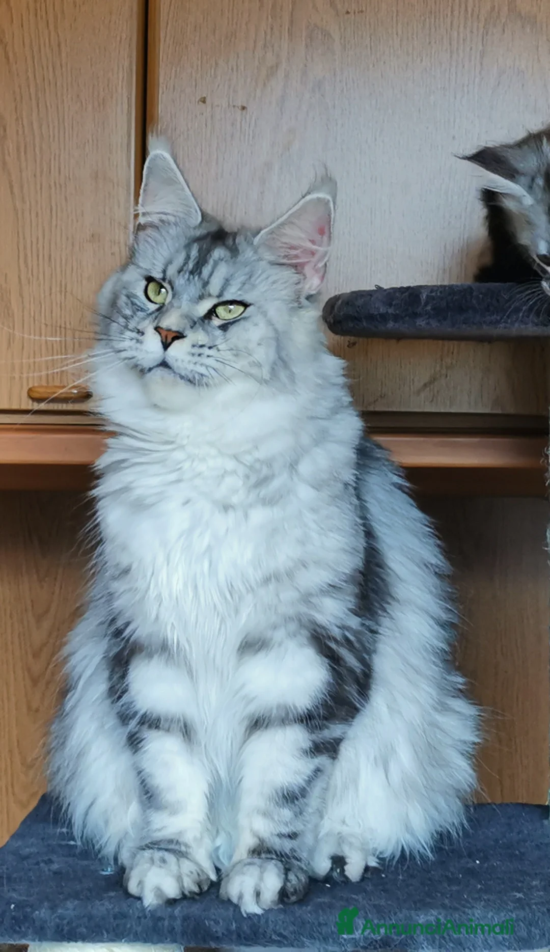 Maine Coon gatti in vendita: Maincoons cuccioli a Provincia di Sondrio - Annuncio 2
