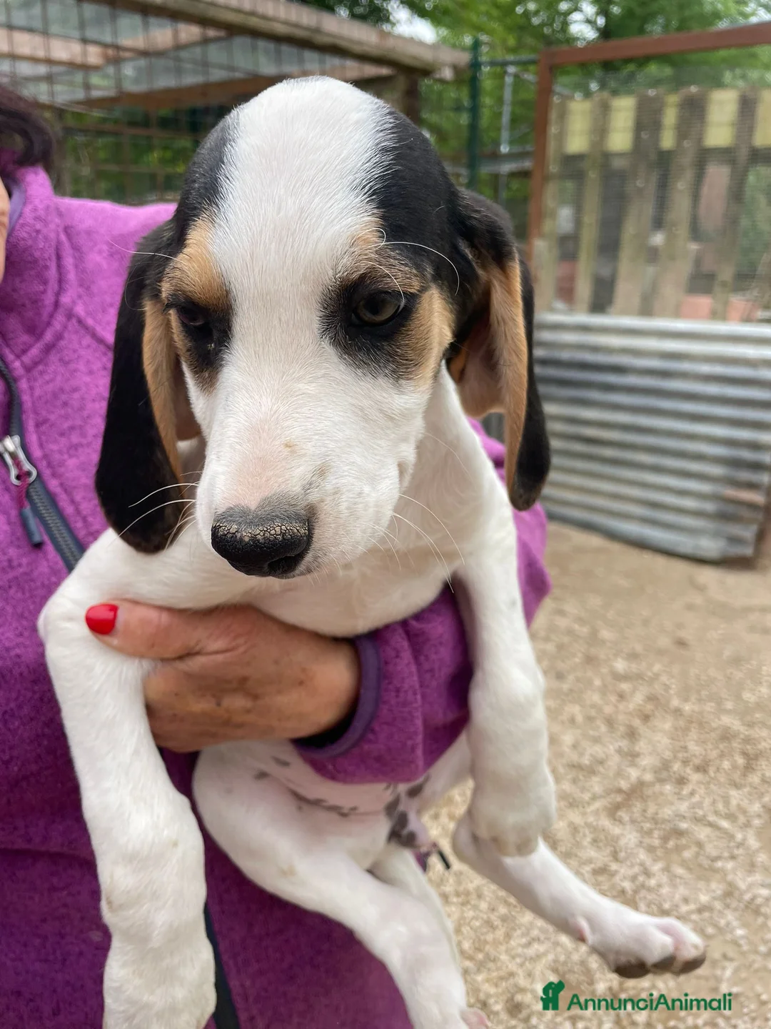 Meticcio cani in regalo: SELENE E SIRYA - Annuncio 1