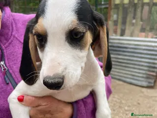 Meticcio cani SELENE E SIRYA - Annuncio 10