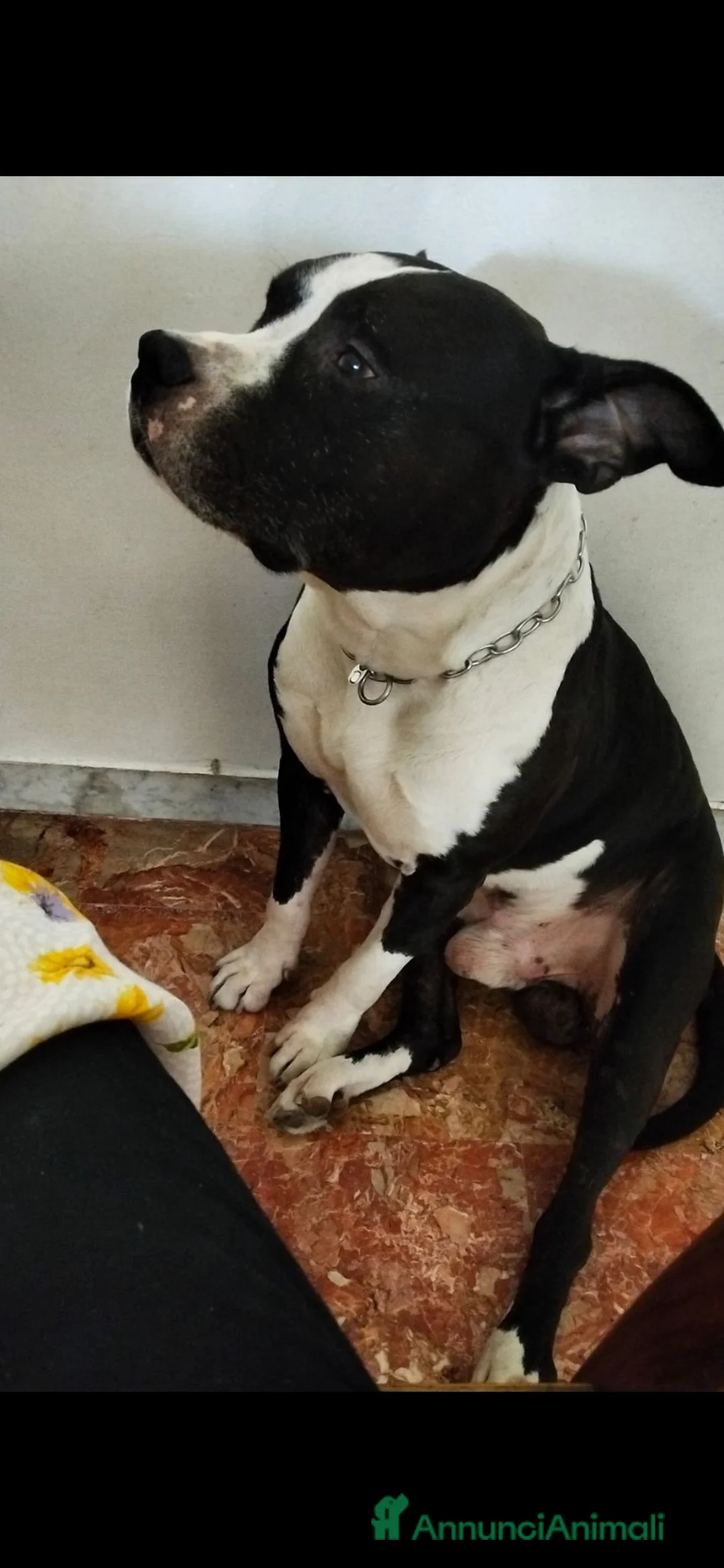 American Staffordshire cani in vendita: Monta - Annuncio 2