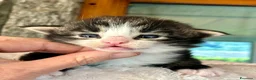 Norvegese gatti in vendita: cucciolo norvegese delle foreste - Annuncio 5