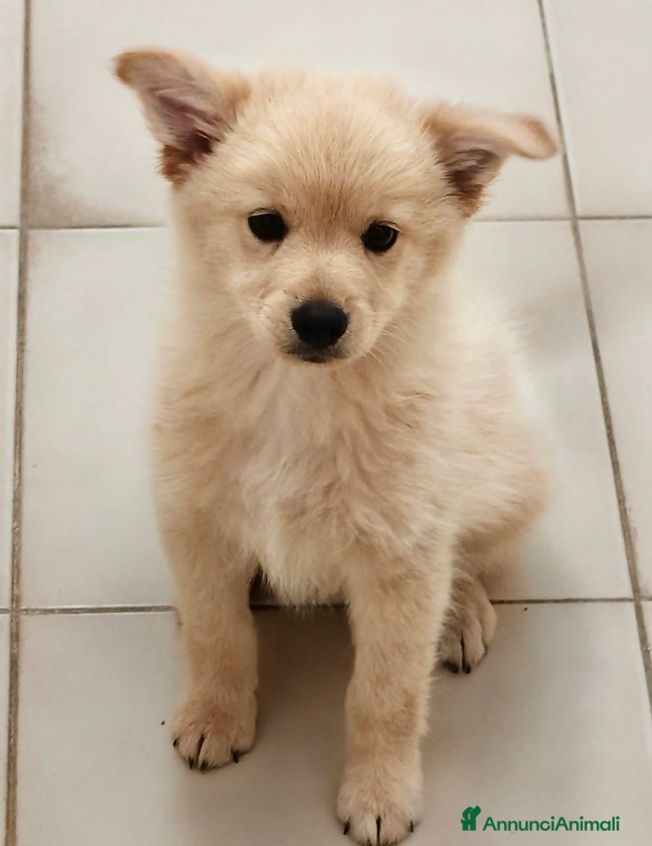 Meticcio cani Marvin dolcissimo cucciolo simil volpino - Annuncio 2