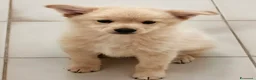 Meticcio cani in regalo: Marvin dolcissimo cucciolo simil volpino - Annuncio 1