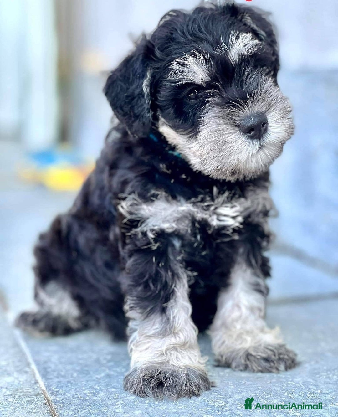 Mini Schnauzer cani in vendita: Cucciolata di schnauzer nani nero/argento a Provincia di Cuneo - Immagine 2