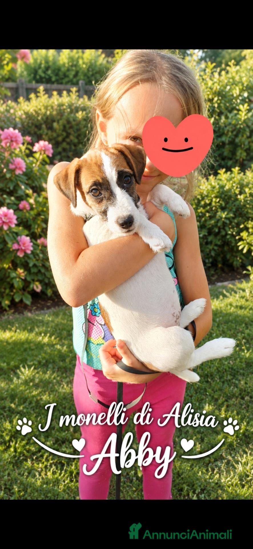 Jack Russell cani Cucciola di jack russell terrier con pedigree  - Annuncio 2
