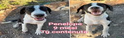 Meticcio cani in regalo: CUCCIOLI SOLI ED ESCLUSI  a Città Metropolitana di Genova - Annuncio 4