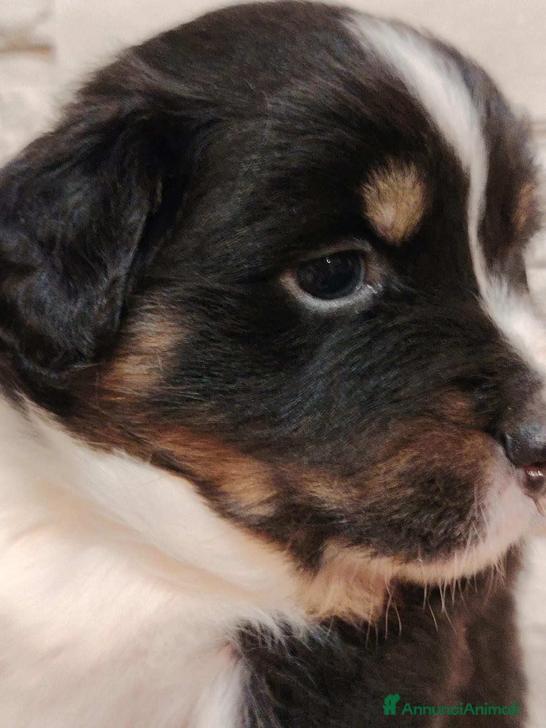 Australian Shepherd cani in vendita: Cuccioli di pastore australiano con pedigree ENCI - Annuncio 5