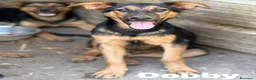 Pastore Tedesco cani in regalo: DOBBY, cucciolo mix PASTORINO dolcissimo! - Annuncio 6