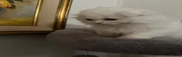 Scottish gatti in vendita: Gattini Scottish longhair  - Annuncio 3