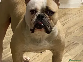 Bulldog cani American Bulldog cuccioli - Annuncio 1