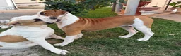 Bulldog cani in vendita: Cucciolo American bulldog  - Annuncio 3
