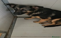 Meticcio cani in regalo: Clotilde: cucciolotta taglia piccola timida dolce  - Annuncio 8