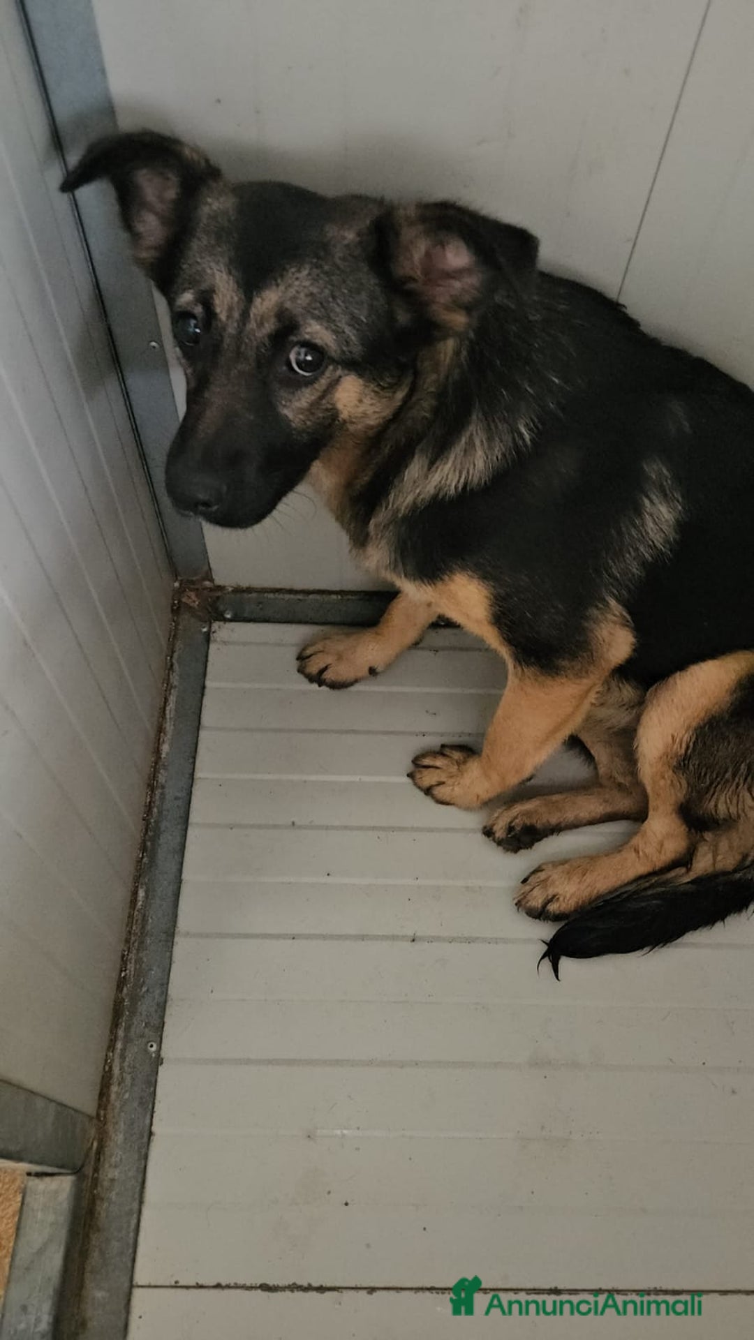 Meticcio cani in regalo: Clotilde: cucciolotta taglia piccola timida dolce  - Annuncio 8