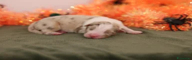 Pancake