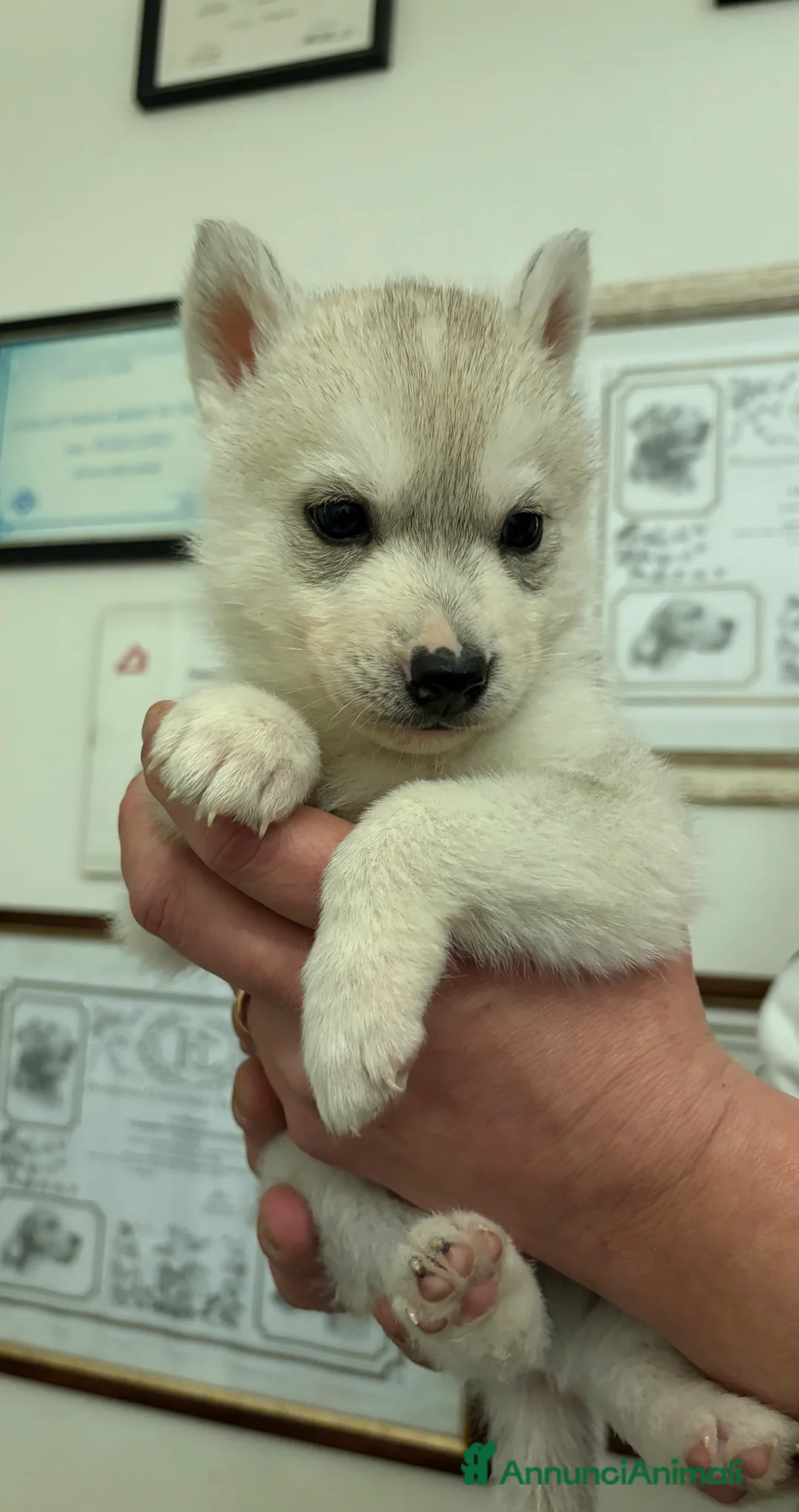 Husky cani in vendita: Cuccioli Siberian Husky alta genealogia  - Annuncio 4