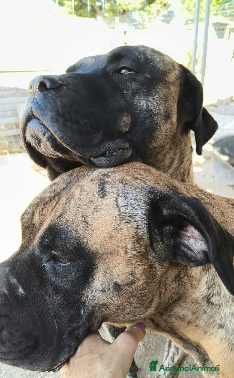 Cane Corso cani Kira e Zeus, due anime buone in cerca di casa - Annuncio 1