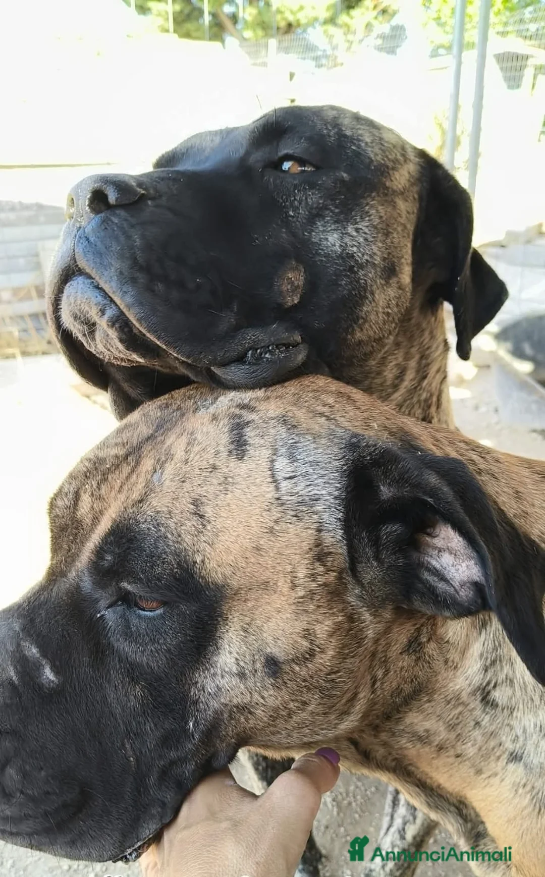 Cane Corso cani in regalo: Kira e Zeus, due anime buone in cerca di casa - Annuncio 1
