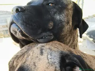 Cane Corso cani Kira e Zeus, due anime buone in cerca di casa - Annuncio 5