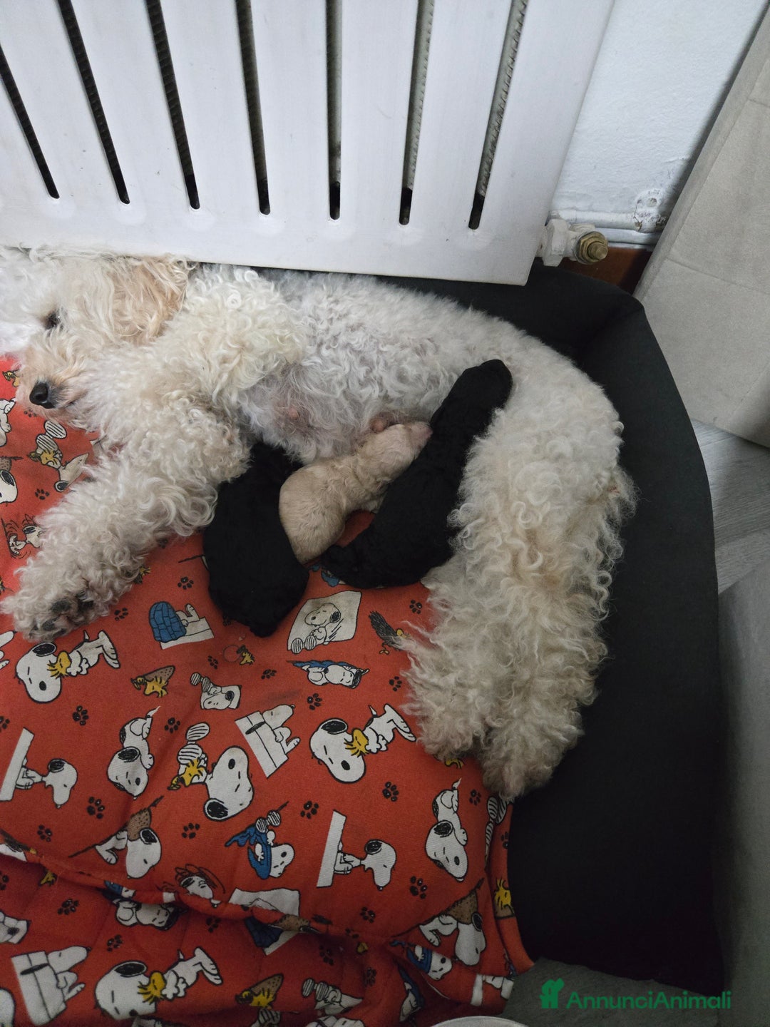 Barboncino Toy cani in vendita: Barboncini toy  - Annuncio 4