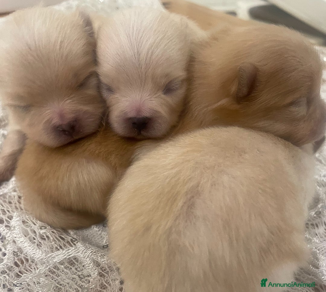 Volpino Pomerania cani in vendita: Volpino Pomerania  - Annuncio 6