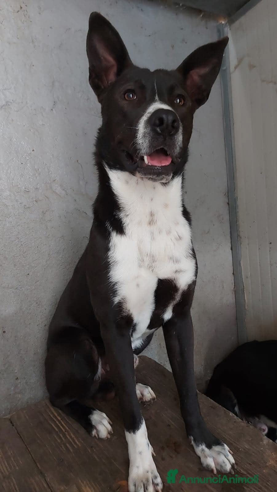 Meticcio cani PEPE, taglia media in adozione!  - Annuncio 24