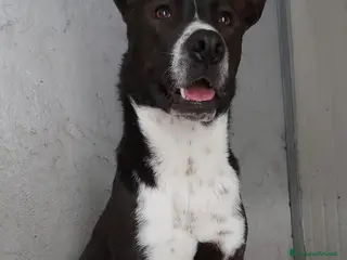 Meticcio cani PEPE, taglia media in adozione! - Annuncio 29