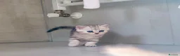 Scottish gatti in vendita: Bellissimi cuccioli di scottish straight/fold - Annuncio 16