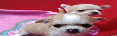 Chihuahua Cucciolo 1