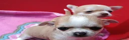 Chihuahua cani in vendita: Maschietti chihuahua pelo corto  - Annuncio 5