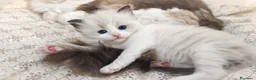 Ragdoll gatti in vendita: Femminucce ragdoll seal bicolore  a Città Metropolitana di Napoli - Annuncio 2