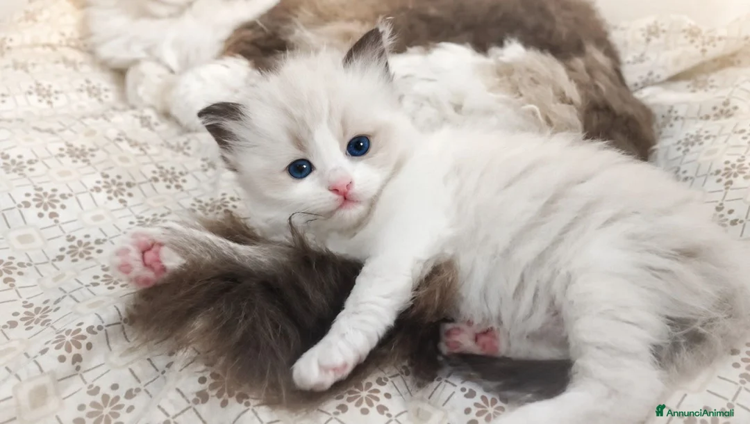Ragdoll gatti in vendita: Femminucce ragdoll seal bicolore  a Città Metropolitana di Napoli - Annuncio 2
